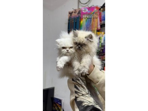 A kalite scottish longhair bebekler