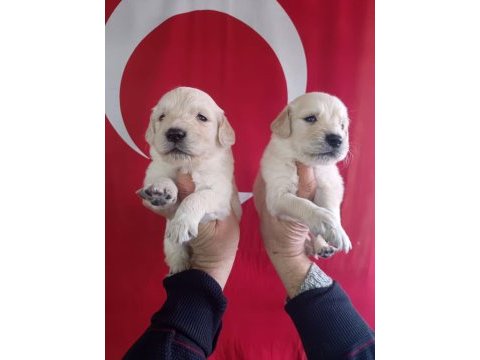 Golden retriever yavrularımız ırk garantilidir