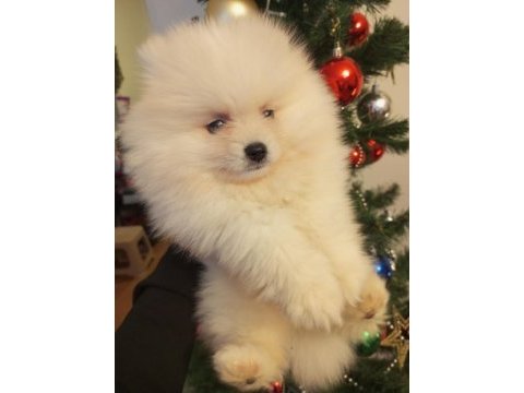 Pomeranian boo