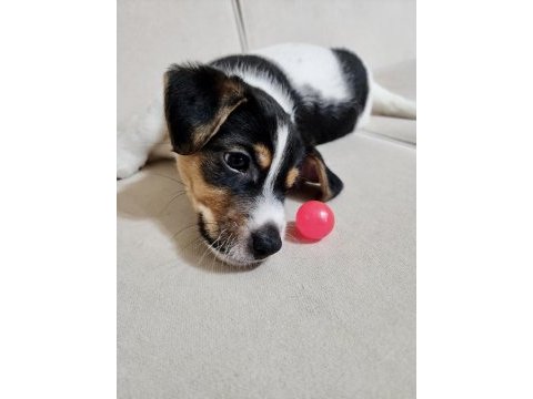 2 aylık orjinal safkan jack russell yavrular