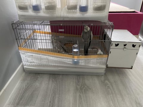 White face çift tam takım yavru makinası sultan papağanlar