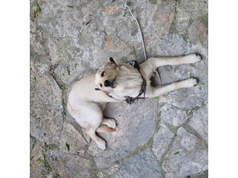 9 aylık golden retriever