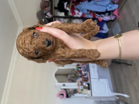 Kore poodle yavruları
