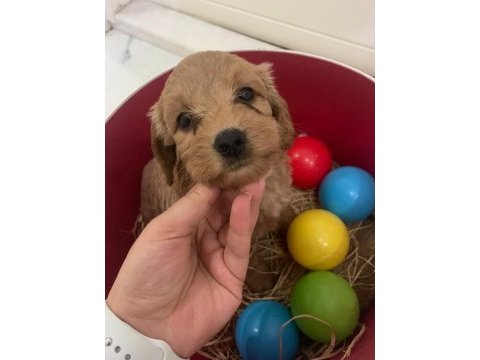 Maltipoo bebekler son 3 dişi