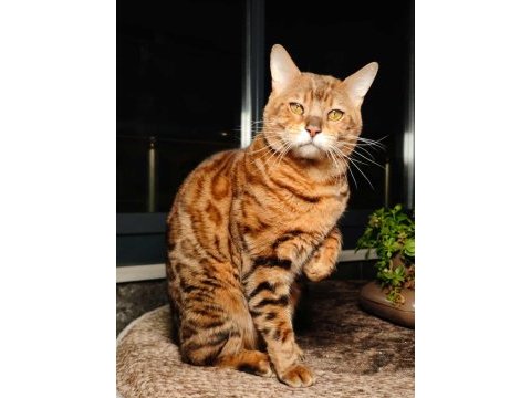 2 aylık bengal kedisi yavruları