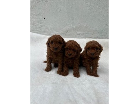 Ruhsatlı poodle evinden oyuncak boy poodle yavrularımız 