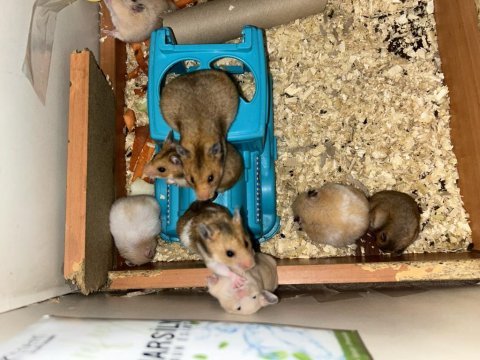 Birbirinden güzel hamster bebekler