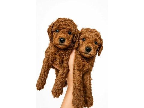 Her aile ve bütçeye uygun safkan poodle yavrular