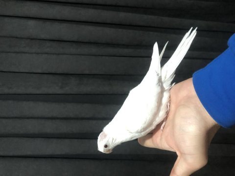 Albino sultan papağanı yavruları