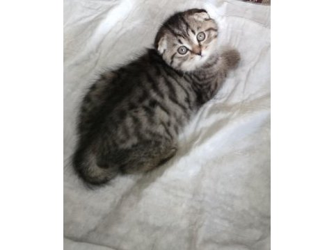 Saf ırk scottish fold golden cat