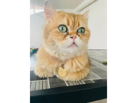 Çok acil yuva bu yakışıklı çocuğa kedimiz