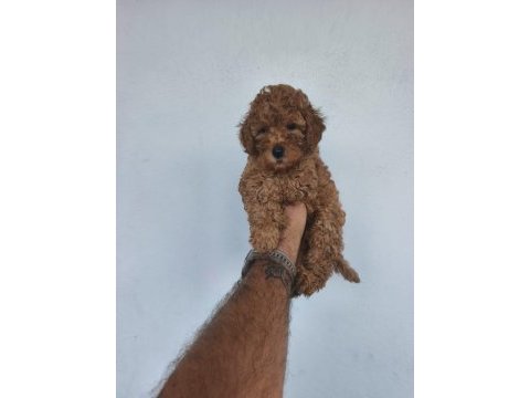 Toy poodle yavrular