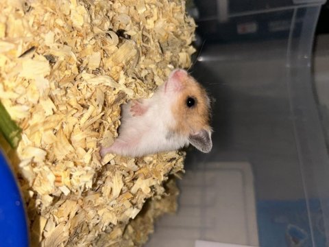 Birbirinden güzel hamster minikler