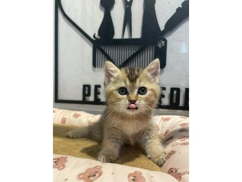 Golden tabby british bebeğim