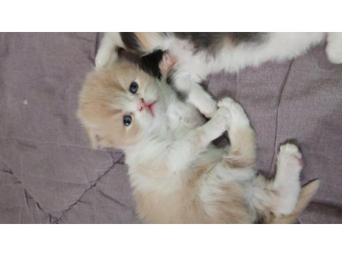 Harika iran kediler sahiplerini arıyor