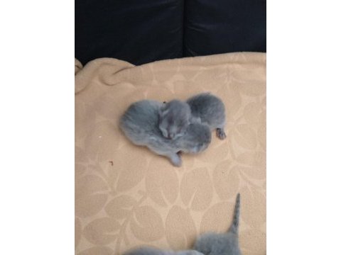 British shorthair yavru