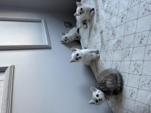 Şampanya rengi ve kırçal british shorthair