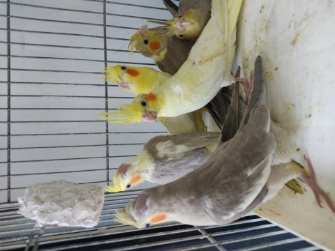 45-50 günlük bebek sultanlar ısırma bilmez