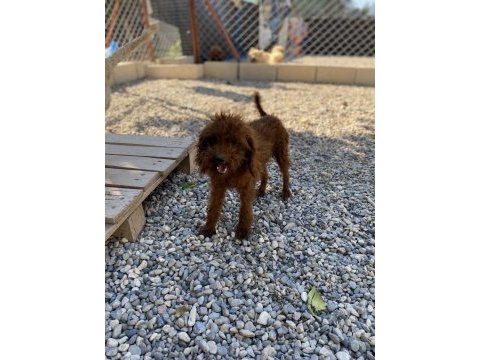 1.5 yaş kore poodle erkekler eşleme tecrübeli