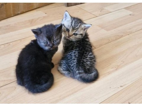 Golden british shorthair yavruları