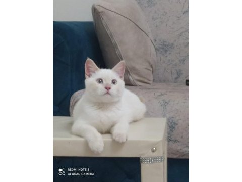 British shorthair 0-4 aylık