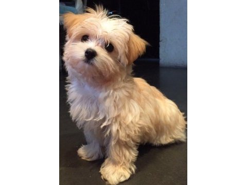Ruhsatlı çiftlikten morkie yavrular