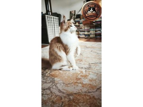 Xxl polidaktil erkek şecereli maine coon