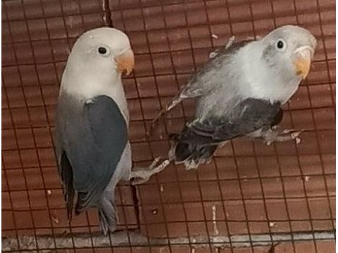 Mutasyon cennet yavrular yeni yeme düştü