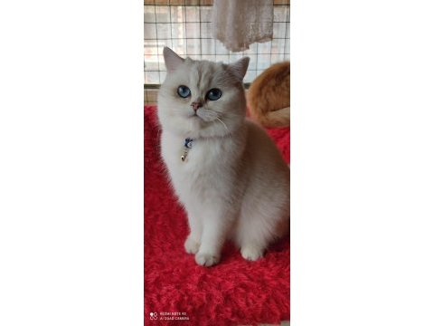 Chinchilla kedim