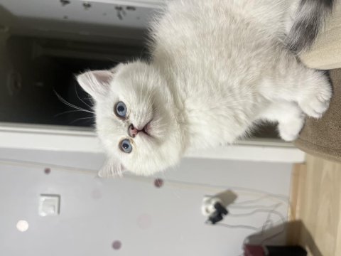 Saf kan scottish fold
