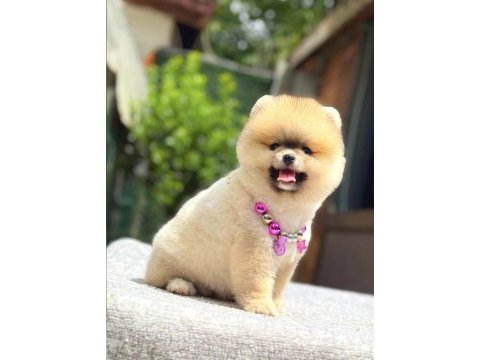 Turuncu pomeranian boo gülen yüz