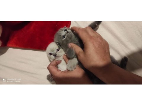 Safkan erkek dişi scottish fold