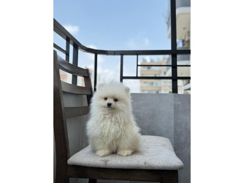 Pomeranian boo 4 aylık