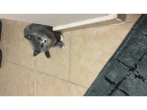 Satılık british shorthair 1,5 aylık