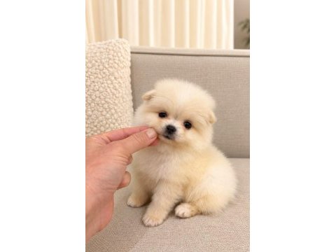 Pomeranian teddy bear 
