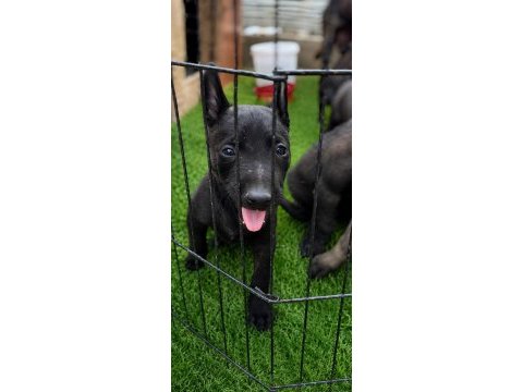 Dark malinois köpeğimiz