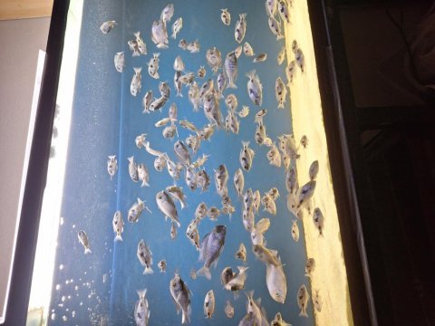 Çeşitli boylarda yunuslar toplu verilecektir