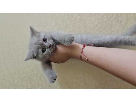 2 aylık british shorthair acil sahiplendirme