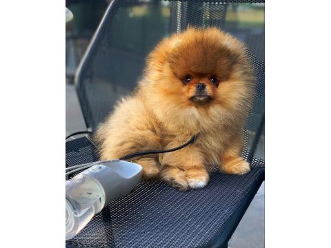 Pomeranian boo güzellikler mersinde