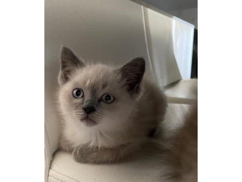 2.5 aylık dişi ve erkek british shorthair kedimiz