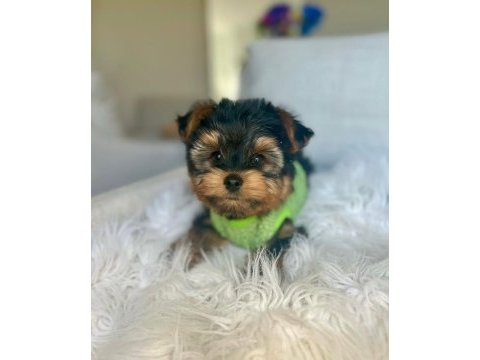 Teacup ve 0 numara yorkshire terrier