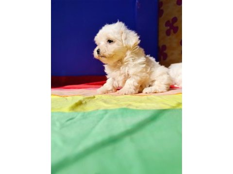 Muhteşem maltese terrier yavrularımız