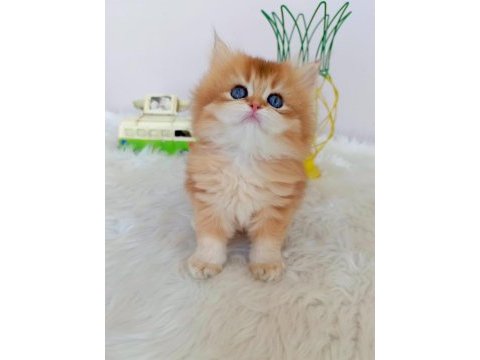 Efsane saf kan golden longhair dişi erkek bebeklerim