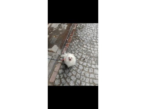 Pomeranian yavru