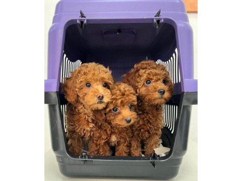 Mersin yavru toy poodle