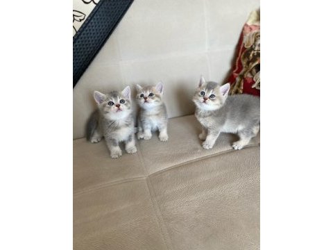 Sahiplendirme british shorthair