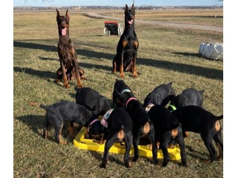 Dolandırılmaya son heryerden elden teslim doberman