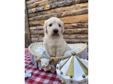 Baby face safkan golden retriever yavrularımız
