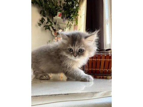 Kendi kedimin yavruları sağlıklı ırk ve genlere sahip