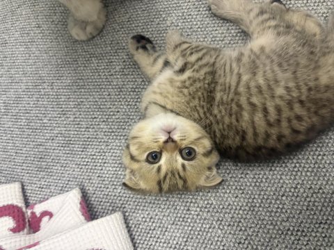Scottish fold 2 aylık